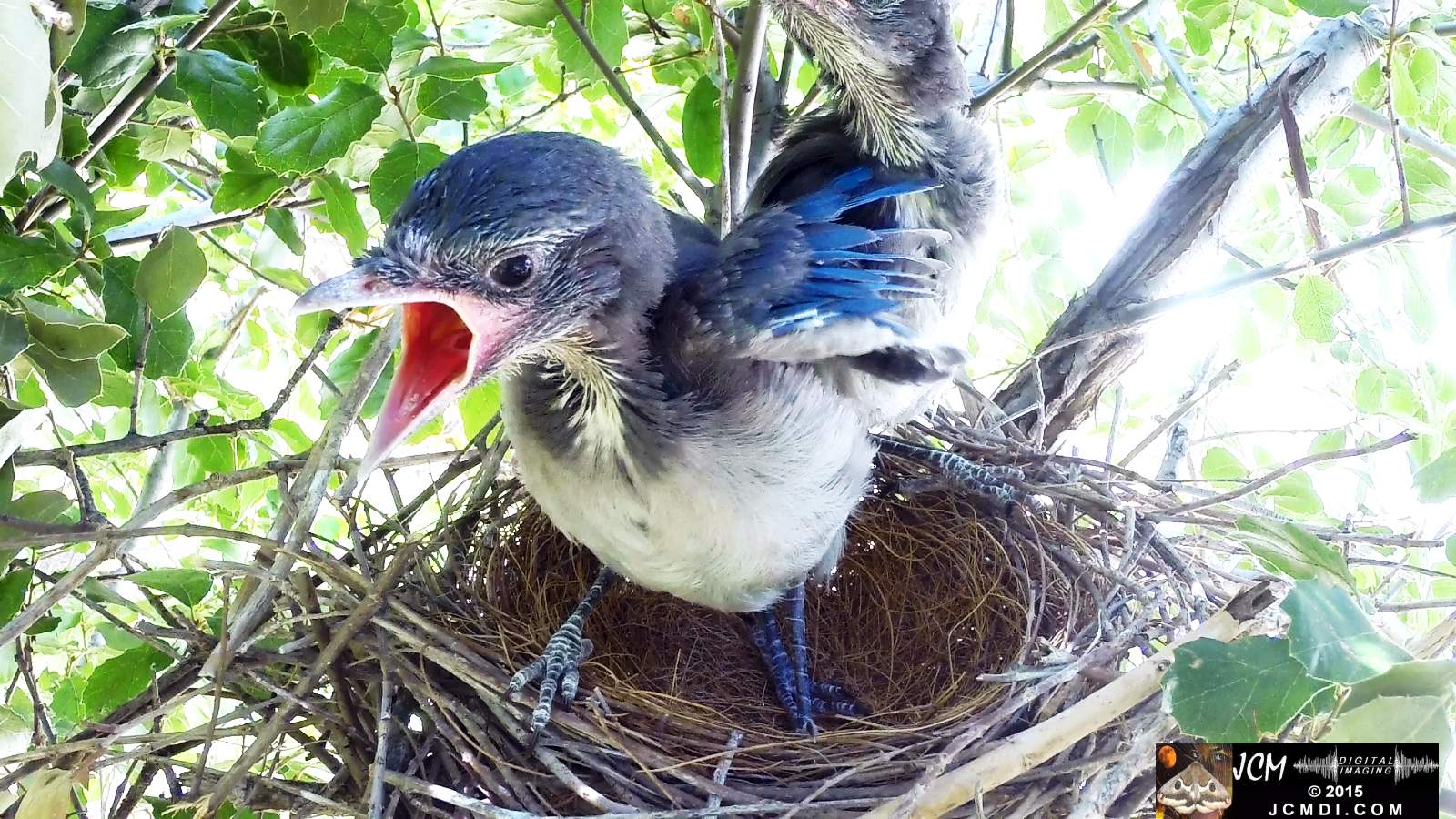 Scrub Jay Documentary male arrives feeds chicks eats poop leaves